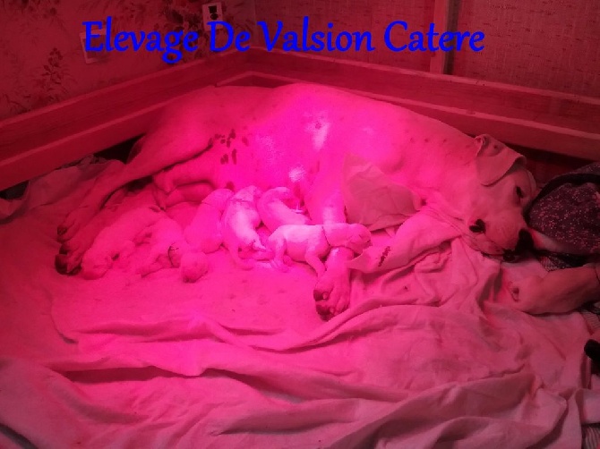 De Valsion Catere - NEW FIRST LITTER