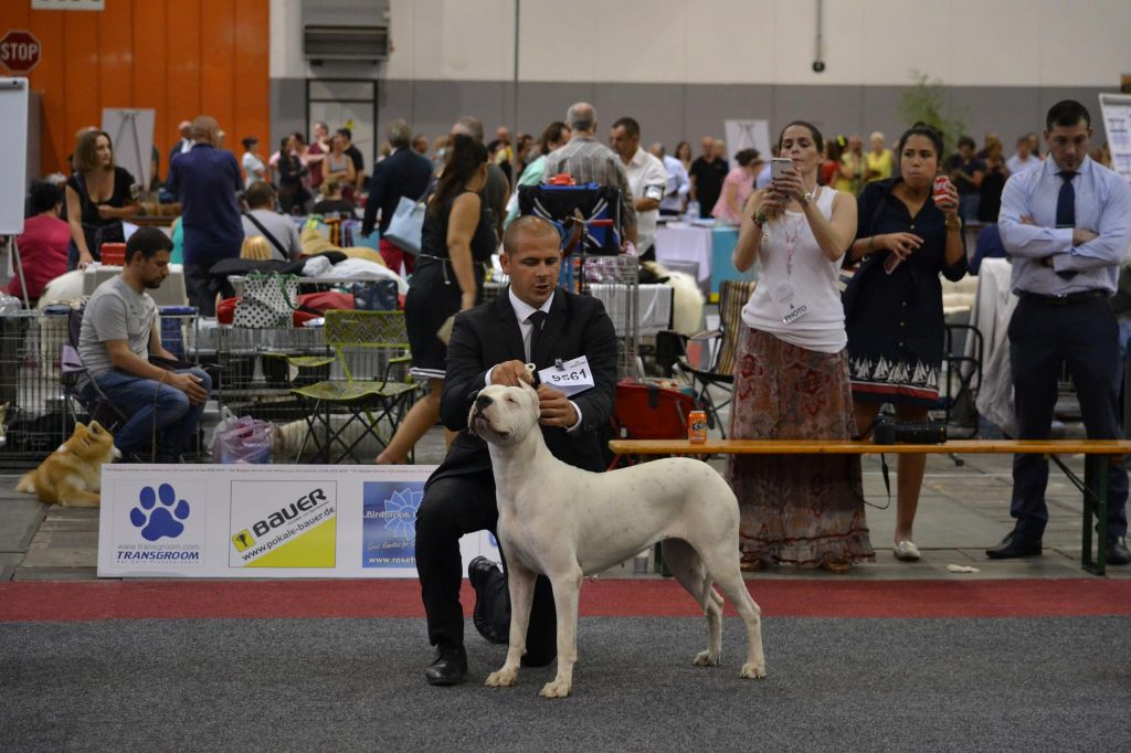 De Valsion Catere - European Dog Show in Brussels