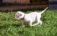 De Valsion Catere - Dogo Argentino - Portée née le 16/10/2016