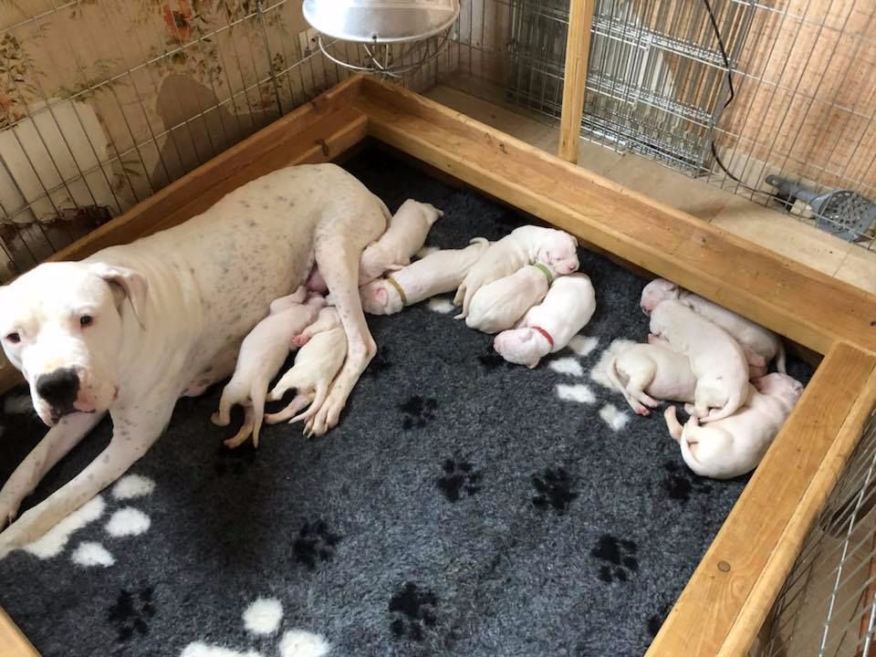 New Litter 3rd