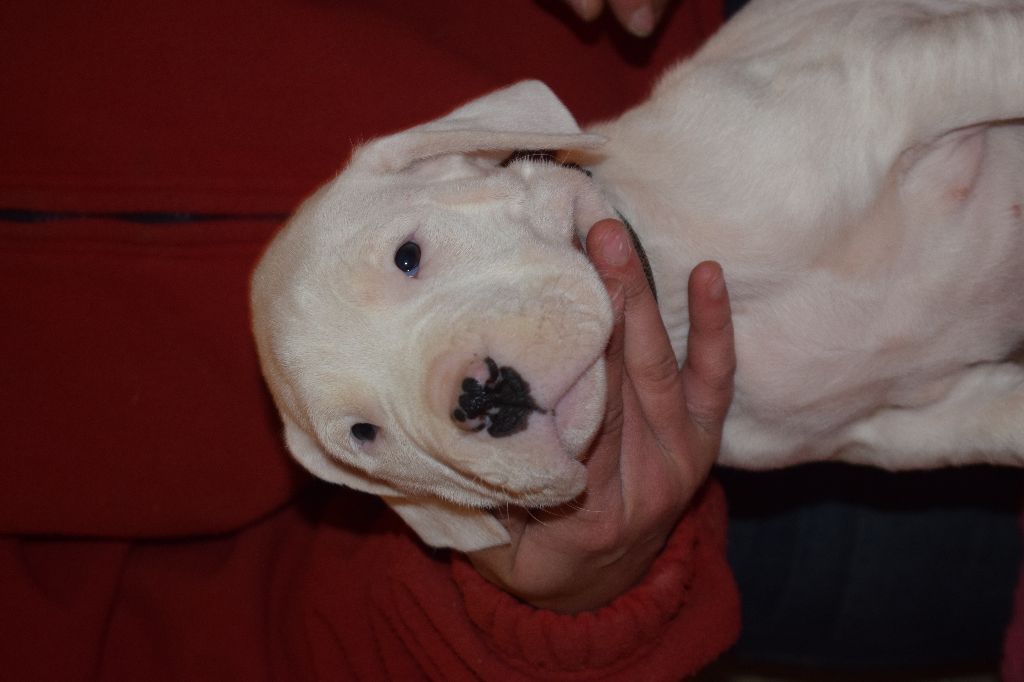 De Valsion Catere - Dogo Argentino - Portée née le 06/11/2017